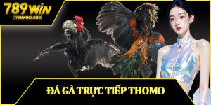 Đá Gà Trực Tiếp Thomo
