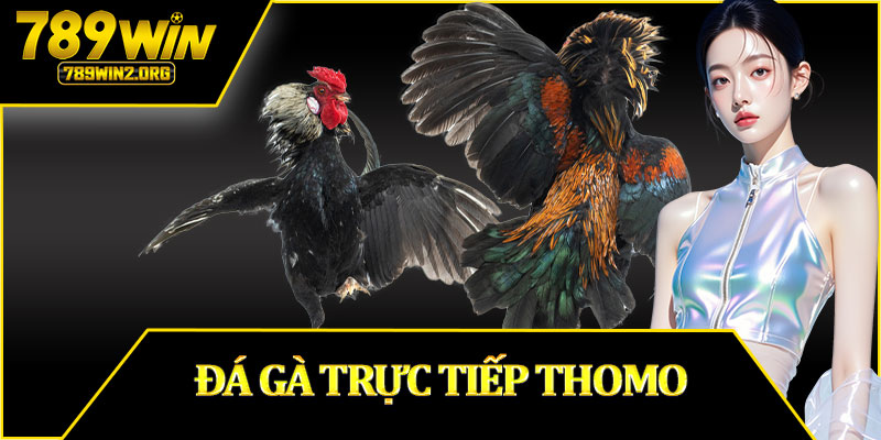 Đá Gà Trực Tiếp Thomo