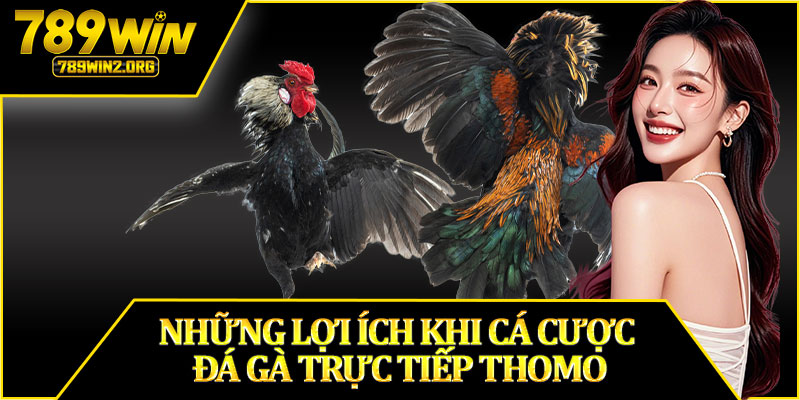 Những Lợi Ích Khi Cá Cược Đá Gà Trực Tiếp Thomo
