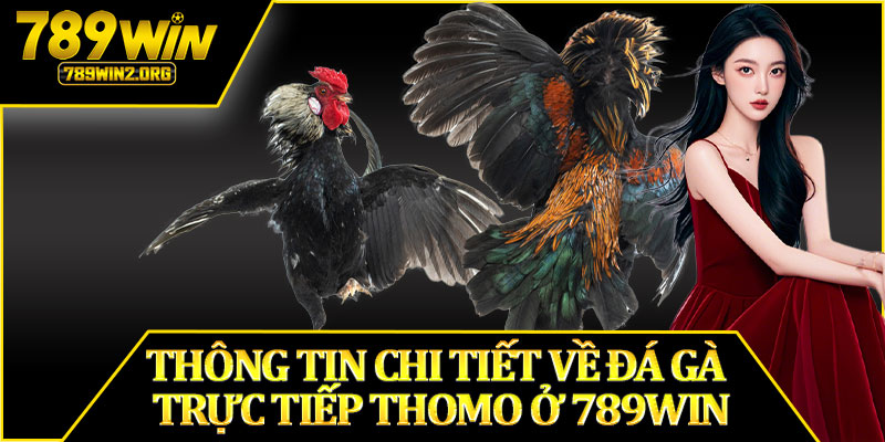 Thông Tin Chi Tiết Về Đá Gà Trực Tiếp Thomo Ở 789WIN